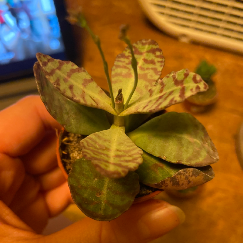 Lavender Scallops succulent with purple and green patterned leaves, held by a hand.