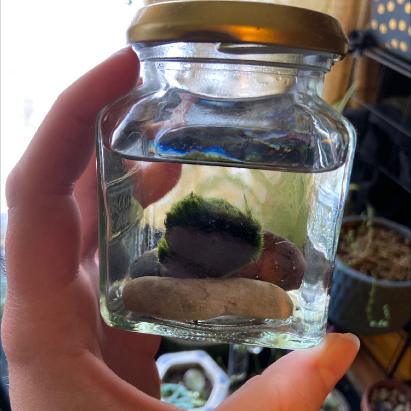 Marimo moss ball in a glass jar with water and stones, held by a hand.