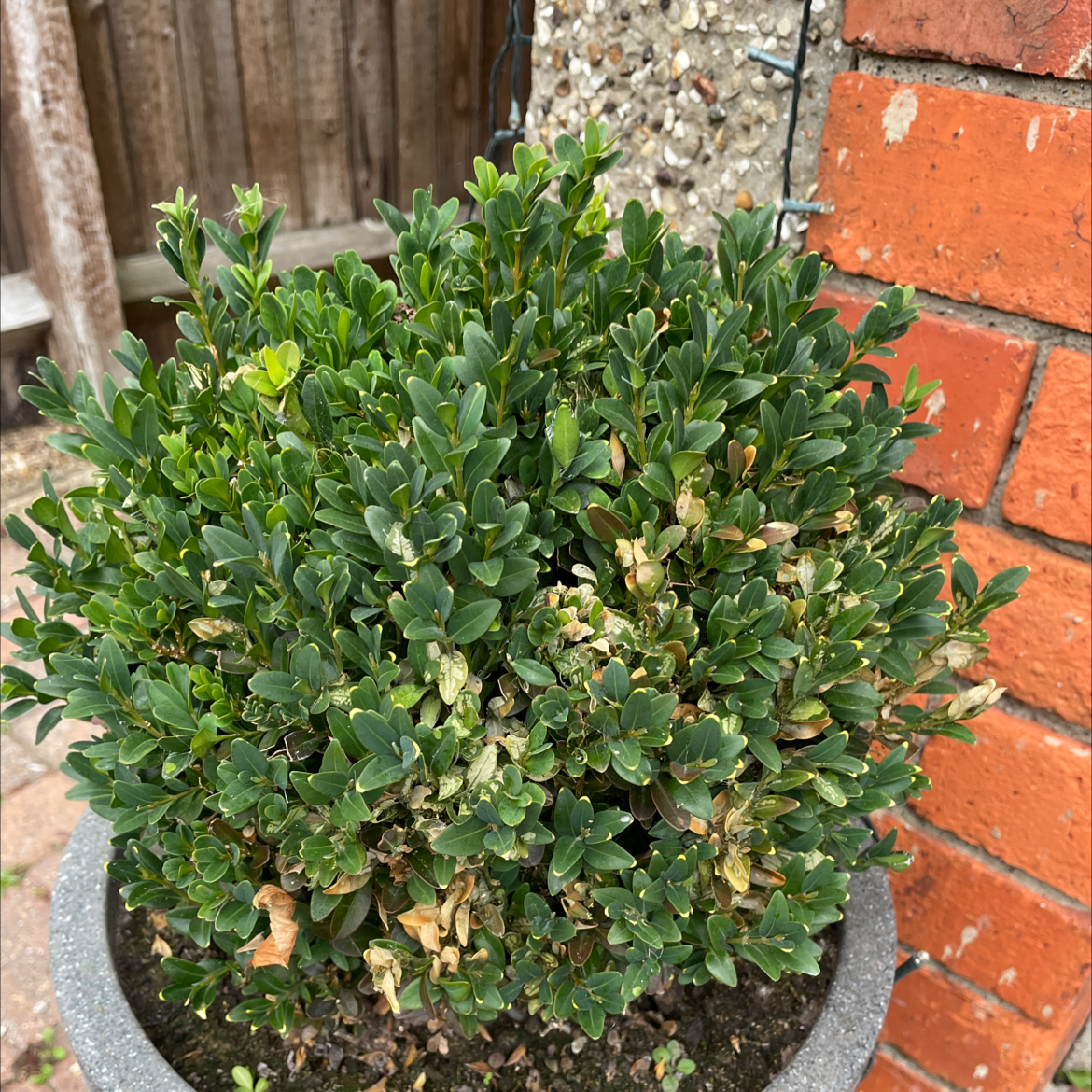 Why Are My Common Boxwood Leaves Turning Yellow? 💛