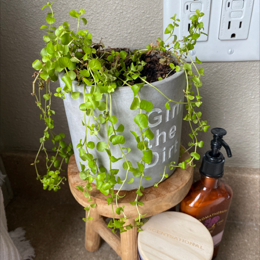 Potted Creeping Jenny plant with trailing green foliage in a metal pot on a small wooden stool.