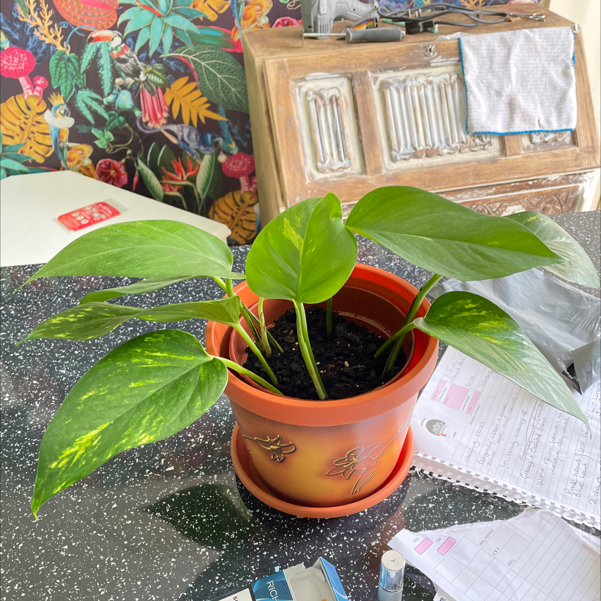 Taro Vine plant photo by David named Laneys plant on Greg, the plant care app.