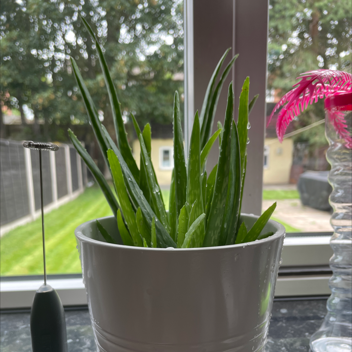 Aloe vera plant photo by @AtomXtra named ‘Ello Vera on Greg, the plant care app.