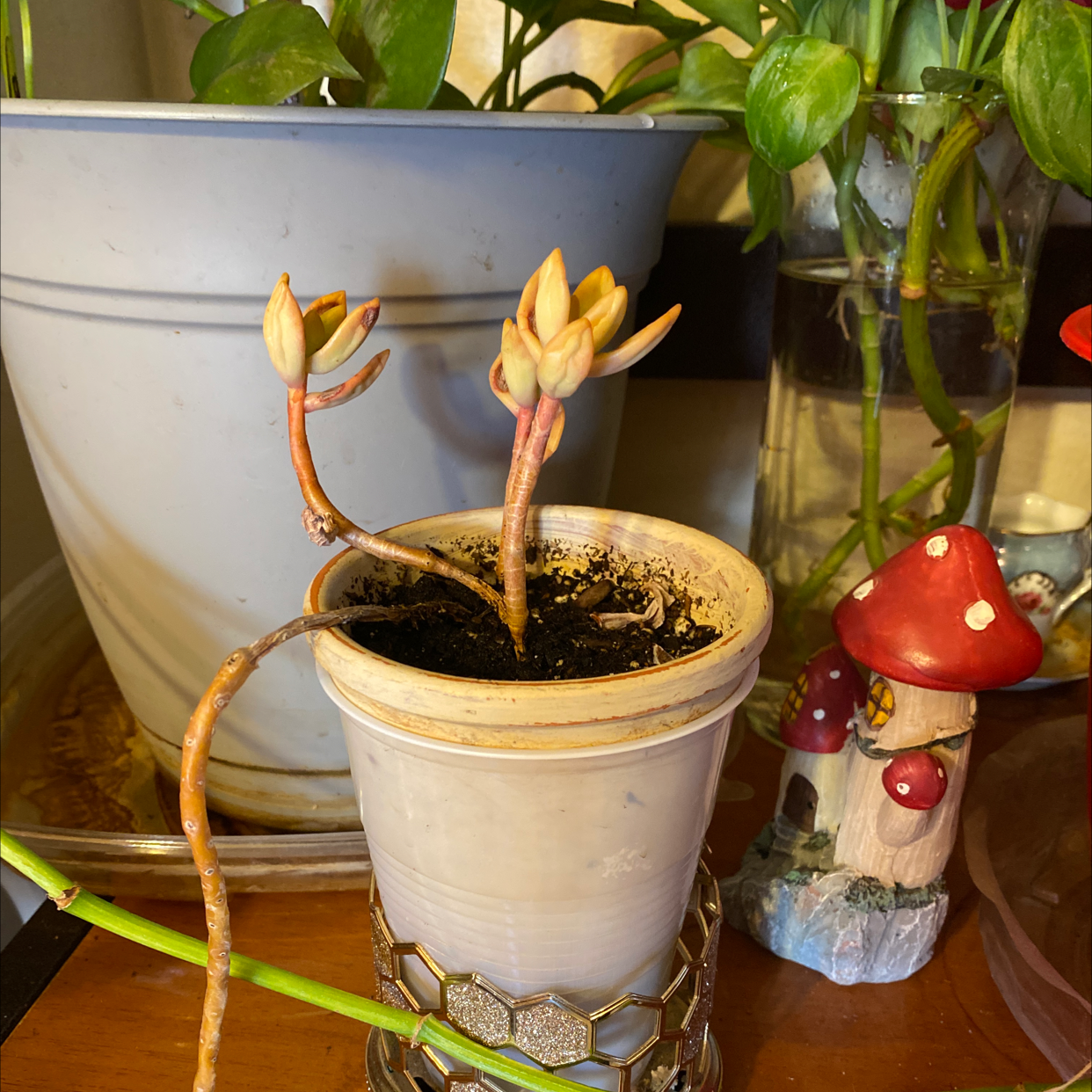 Photo of the plant species Elk horn succulent by Delia named Hope on Greg, the plant care app