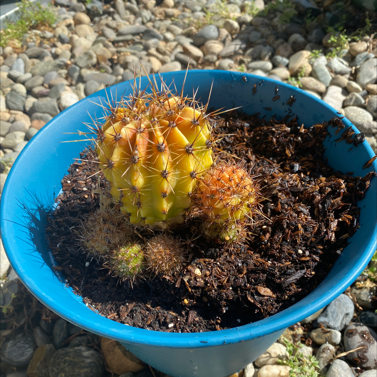 Sonora Barrel cactus in a blue pot with visible soil and some yellowing on the larger cactus.