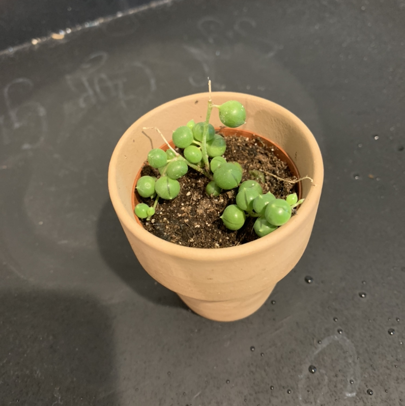String of Pearls plant photo by @JPhillippe named Boba on Greg, the plant care app.