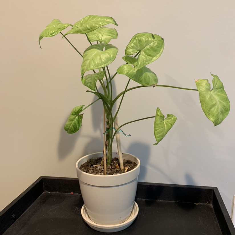 Arrowhead Plant plant photo by @JPhillippe named Annabelle on Greg, the plant care app.