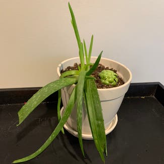 Aloe Vera plant in Minnetonka, Minnesota