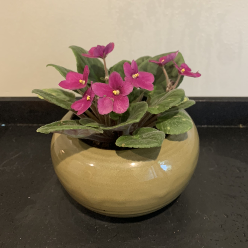 Kenyan Violet plant photo by @JPhillippe named Alice on Greg, the plant care app.