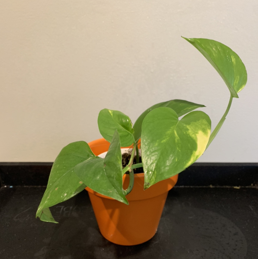 Taro Vine plant photo by @JPhillippe named Horton on Greg, the plant care app.