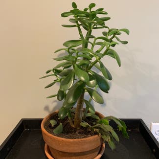 Jade plant in Minnetonka, Minnesota