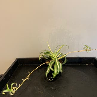 Spider Plant plant in Minnetonka, Minnesota