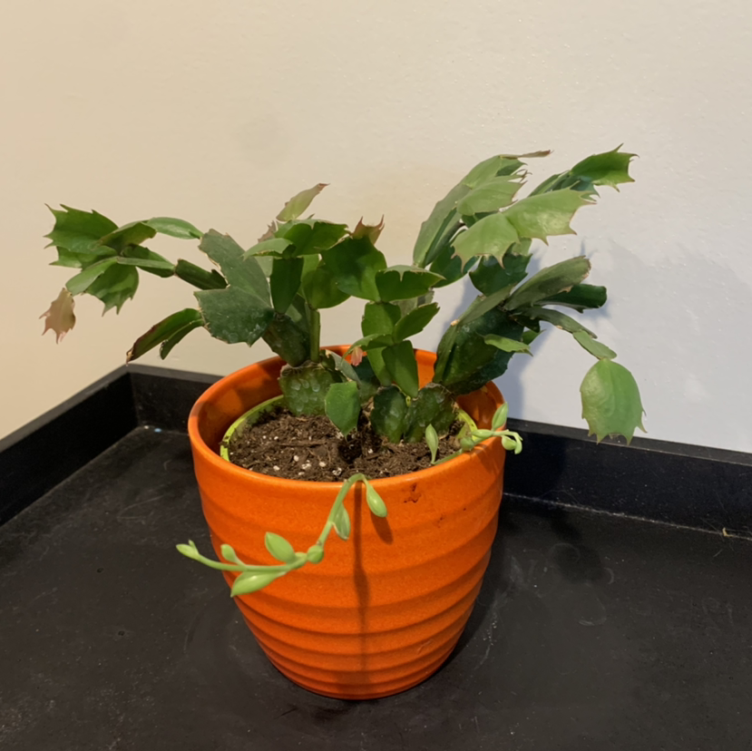 False Christmas Cactus plant photo by @JPhillippe named Chris & Kringle on Greg, the plant care app.
