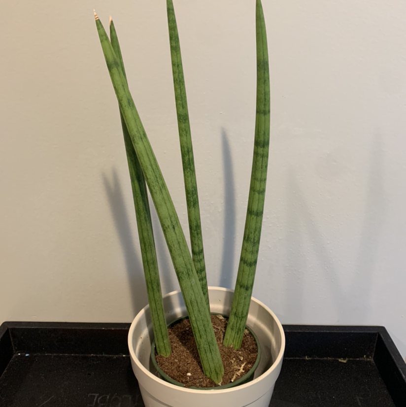 Cylindrical Snake Plant plant photo by @JPhillippe named Paula on Greg, the plant care app.