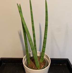 Cylindrical Snake Plant plant photo by Jphillippe named Paula on Greg, the plant care app.