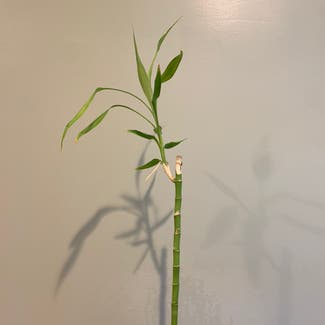 Lucky Bamboo plant in Minnetonka, Minnesota
