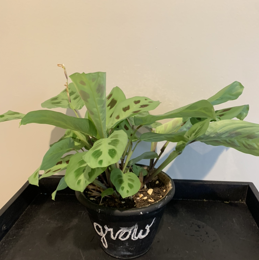 Green Prayer Plant plant photo by @JPhillippe named Charlie on Greg, the plant care app.