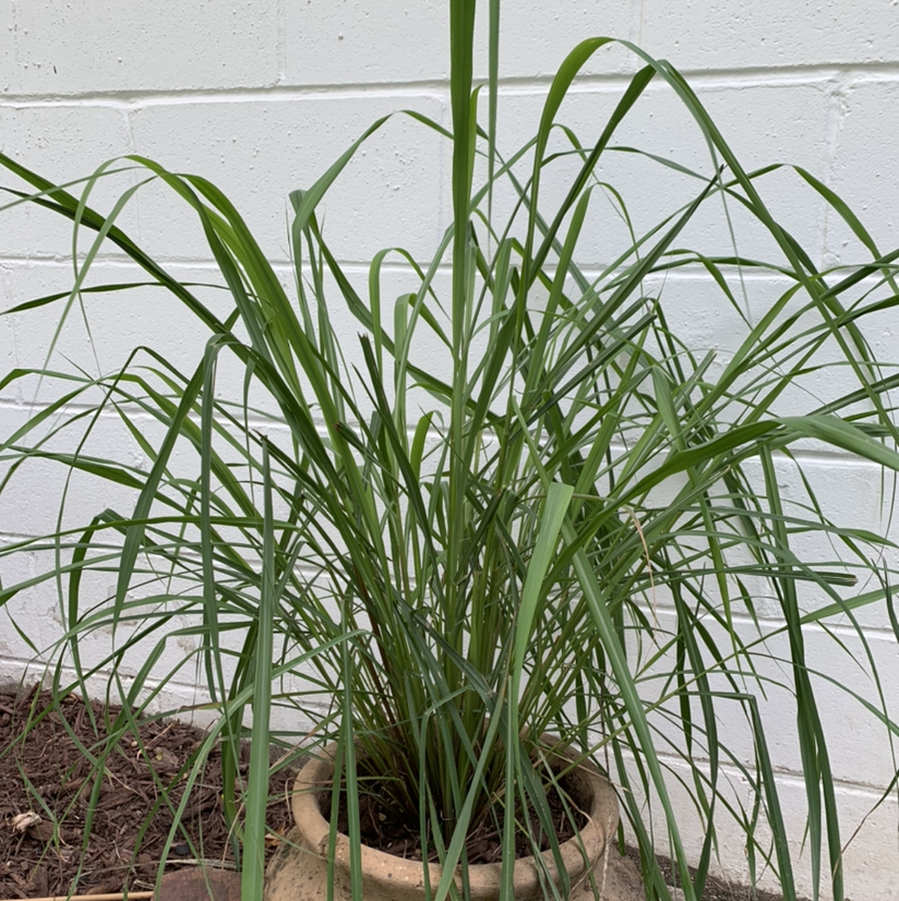 Healthy Lemon Grass plant in a pot with long, slender green leaves.