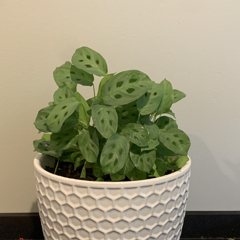 Green Prayer Plant plant photo by @JPhillippe named Cosmo on Greg, the plant care app.
