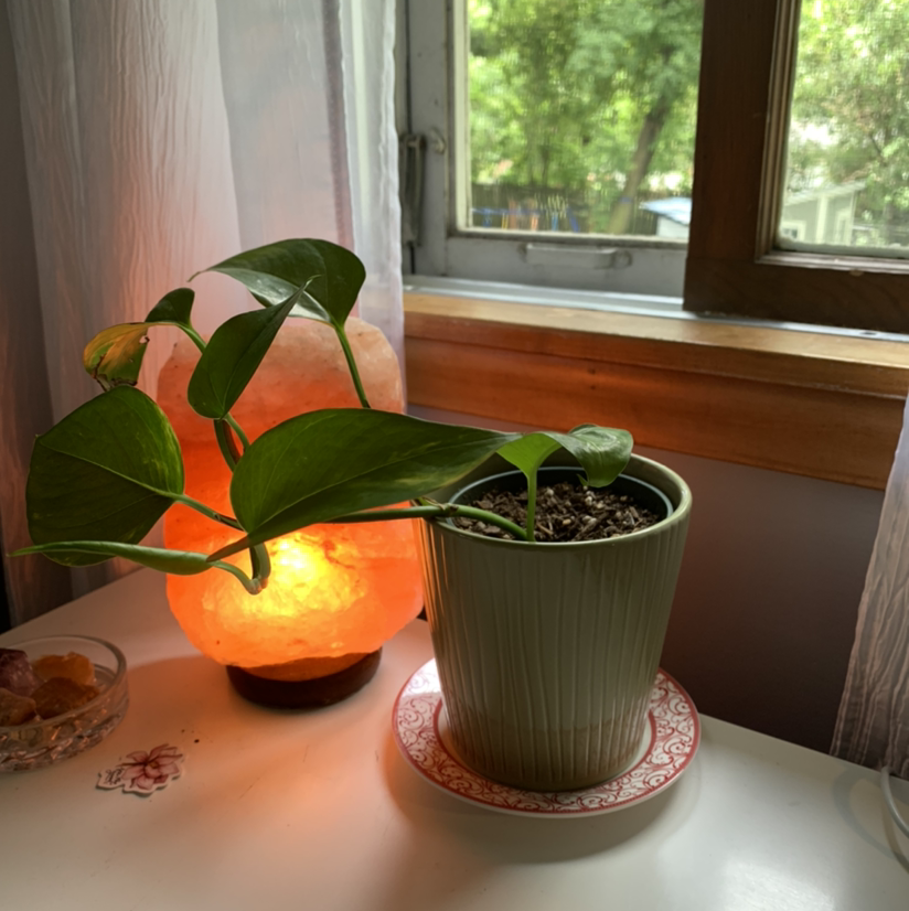 Taro Vine plant photo by @JPhillippe named Aurora on Greg, the plant care app.