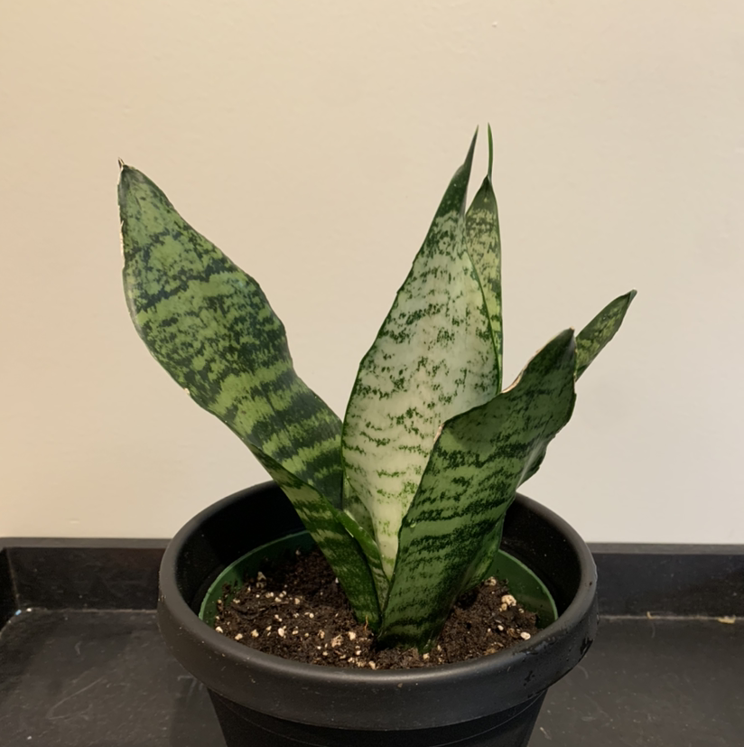 Snake Plant plant photo by @JPhillippe named Carl on Greg, the plant care app.