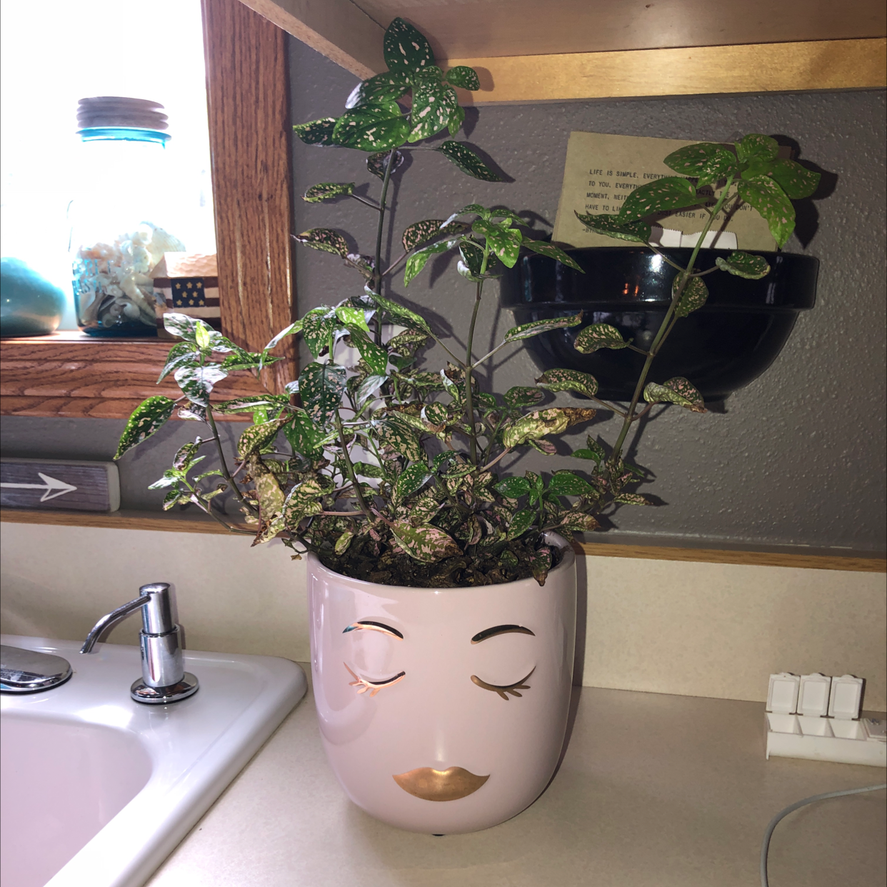Polka Dot Plant plant photo by Amanda named Dottie on Greg, the plant care app.