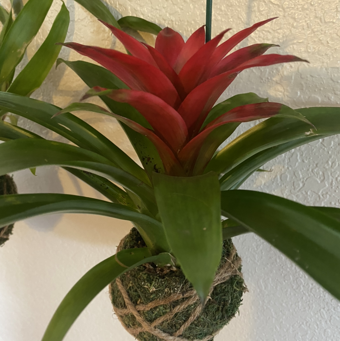 Vibrant red Guzmania lingulata air plant mounted on moss ball, leaves glossy and firm indicating excellent health.