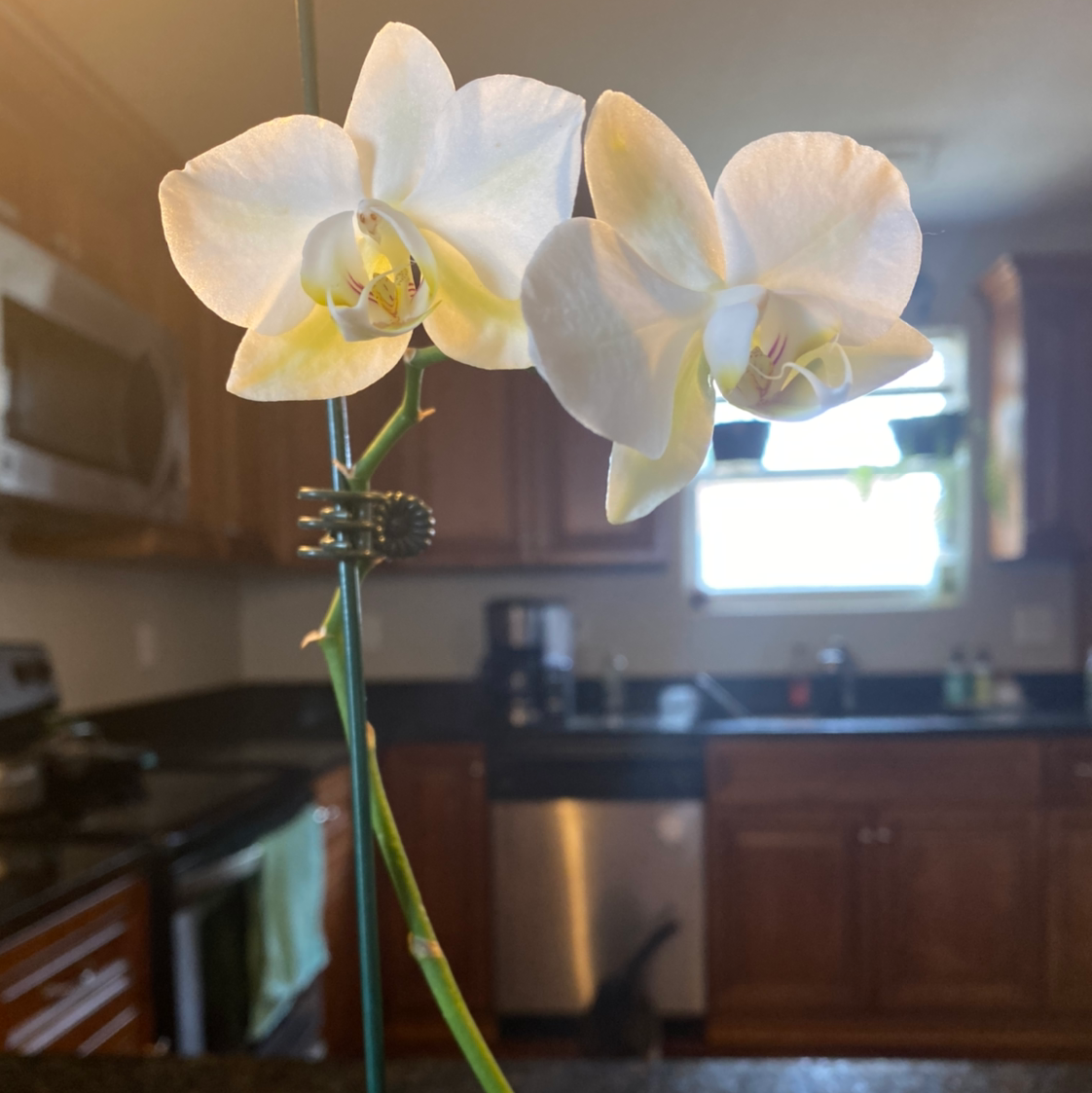 tiny bugs in orchid soil