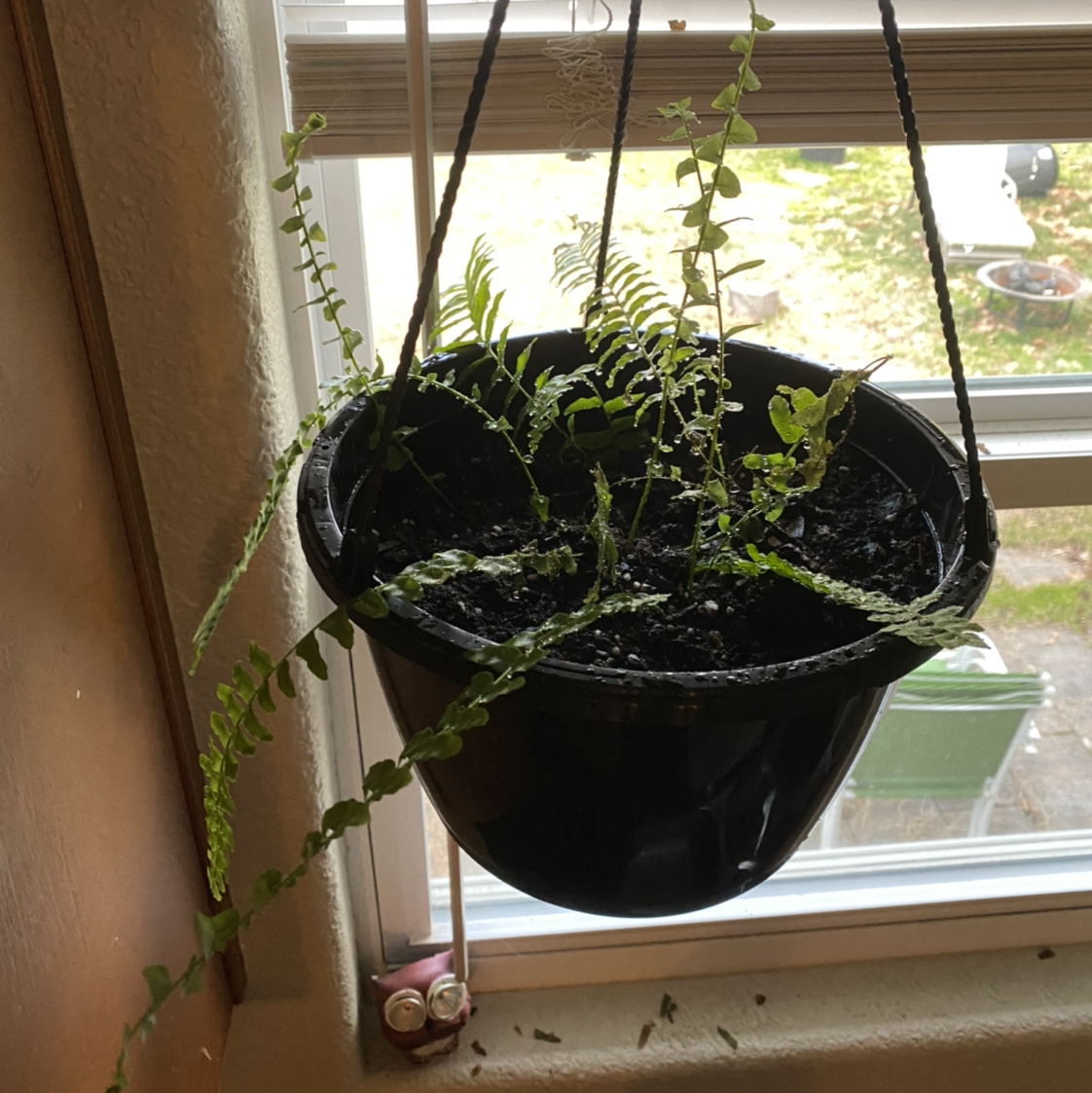 A healthy, lush Boston Fern with vibrant green fronds hanging in a black plastic pot near a window.