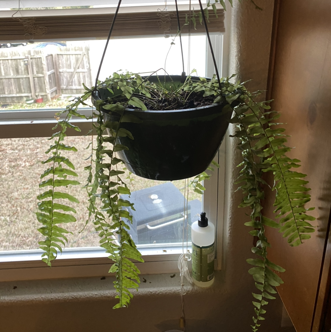 Healthy Boston fern in black hanging pot with lush green fronds in front of bright window.