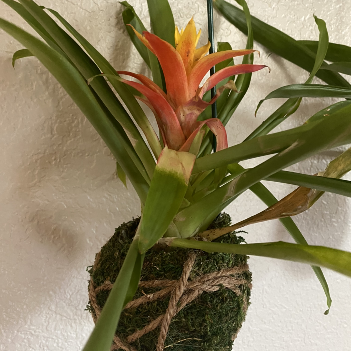 Healthy Droophead Tufted Airplant with long green leaves and vibrant orange-red inflorescence, mounted on a moss ball.