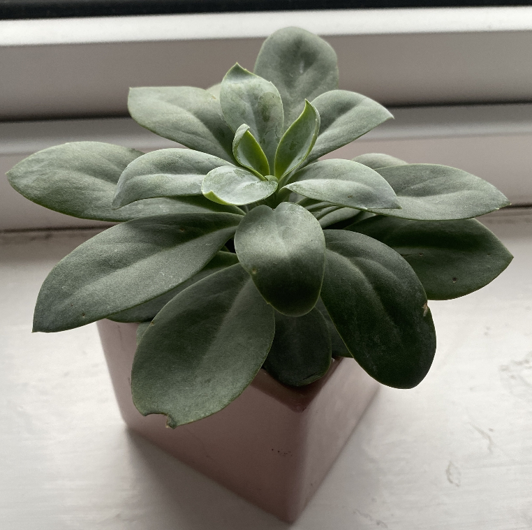 Photo of the plant species Mountain Fire Senecio by @Hannahshammies named Eli on Greg, the plant care app