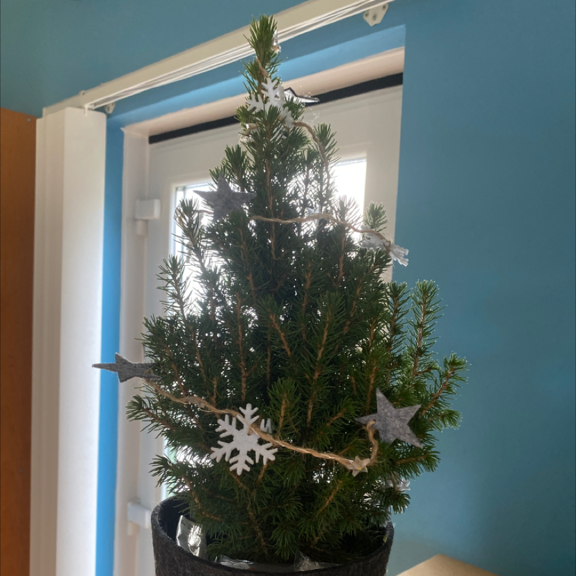 Small Norway Spruce plant decorated with star and snowflake ornaments, placed near a window.