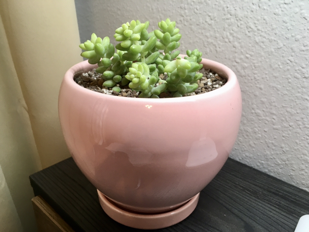Burro's Tail plant photo by Carly named Lil Burro on Greg, the plant care app.