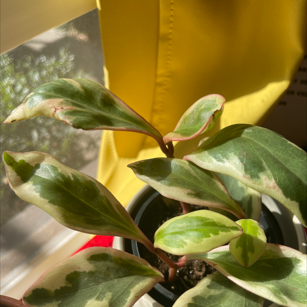 Peperomia 'Ginny' plant with variegated leaves in a pot, well-lit and healthy.