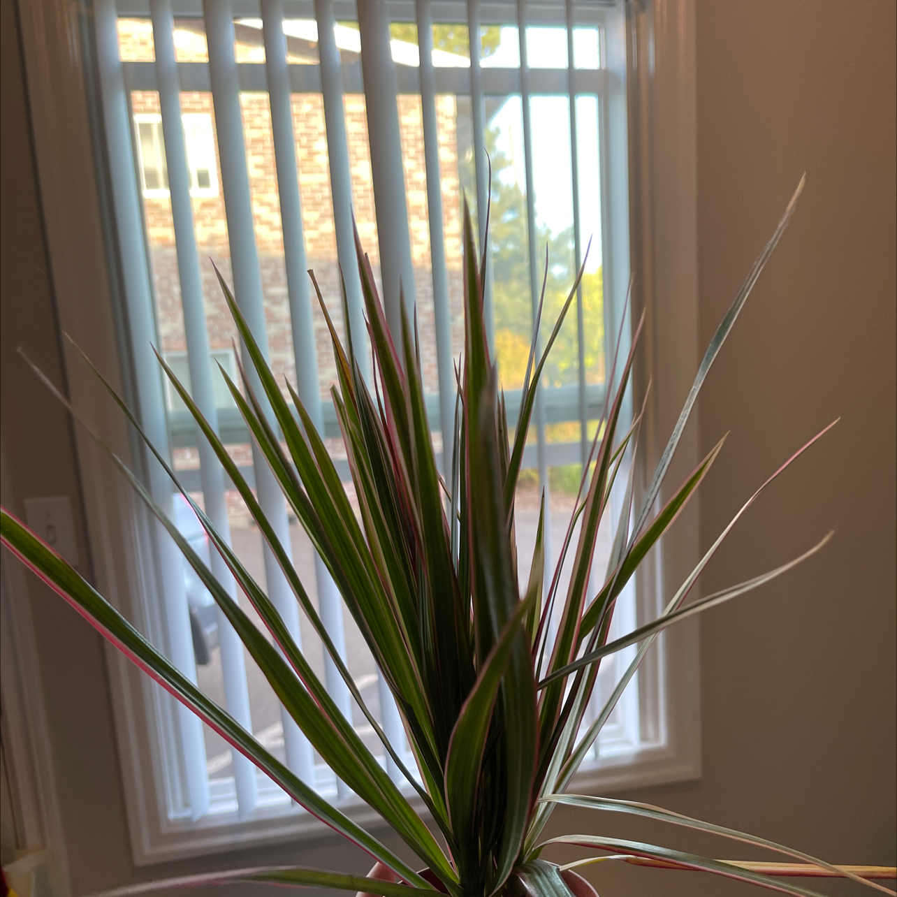 Magenta Dragon Tree indoors near a window, appears healthy.