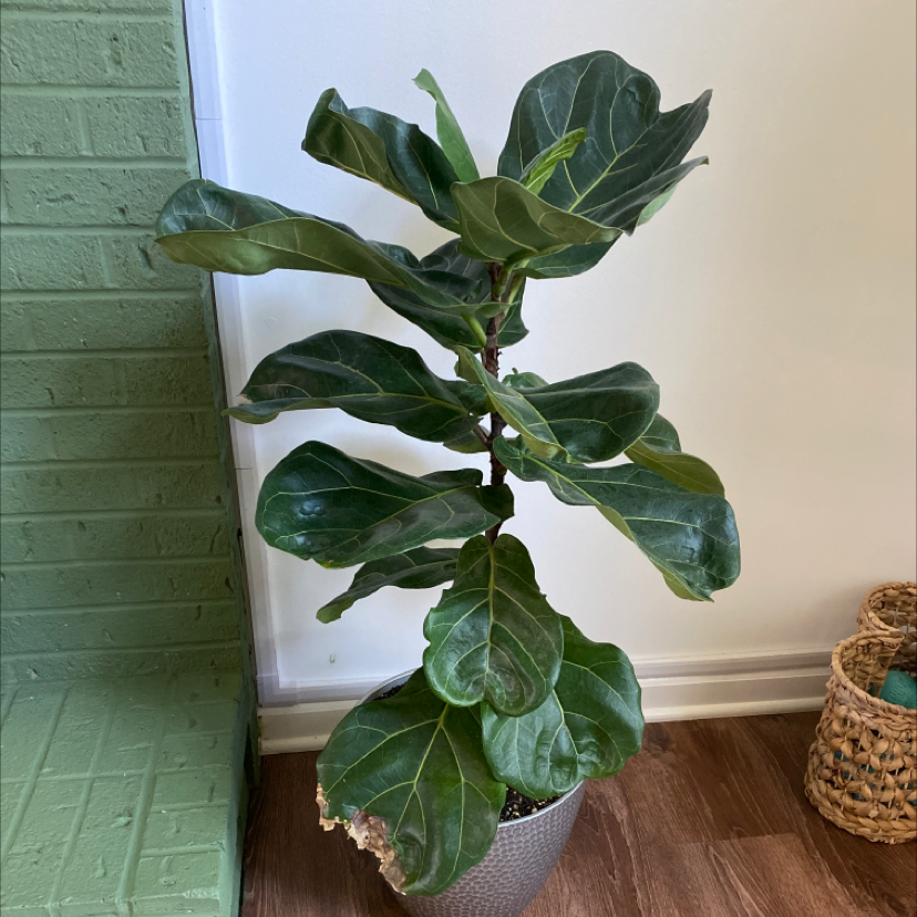 Fiddle Leaf Fig plant photo by @CarleyCoca named Figgy Azalea on Greg, the plant care app.