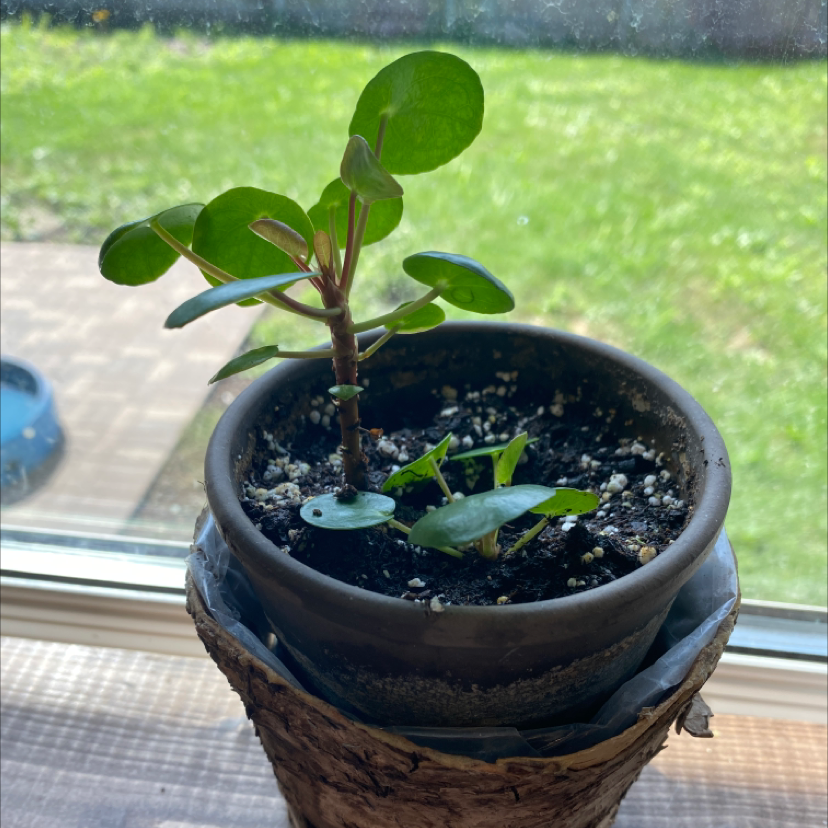 Chinese Money Plant plant photo by @CarleyCoca named Fred & George on Greg, the plant care app.