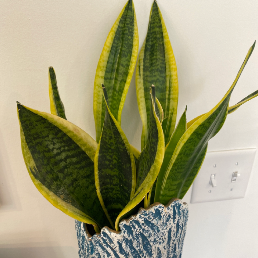 Snake Plant plant photo by @CarleyCoca named Severus Snake on Greg, the plant care app.