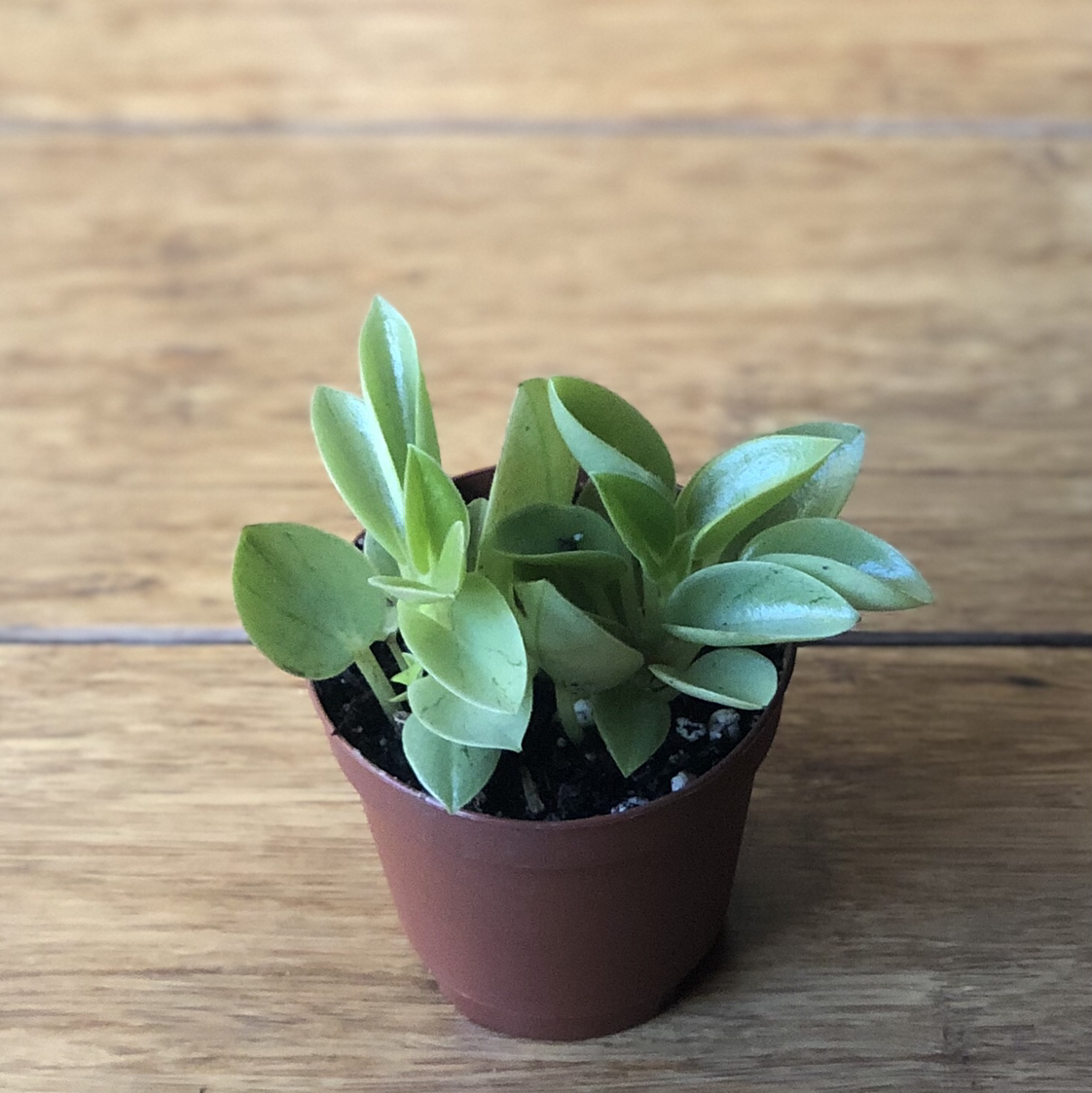 Potted Baby Sun Rose plant with green leaves on a wooden surface.