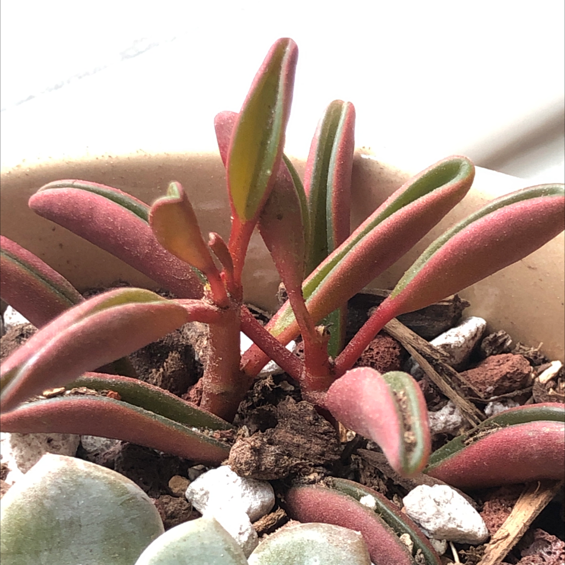 Shoreline Sea Purslane plant in a pot with visible soil and white pebbles.