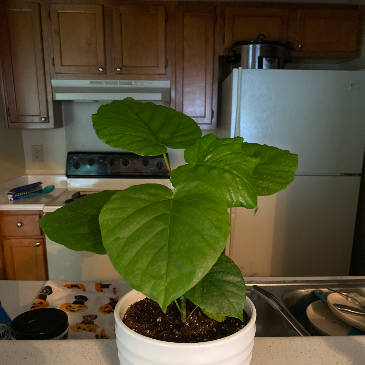 Ficus umbellata plant in a white pot on a kitchen counter with healthy green leaves.