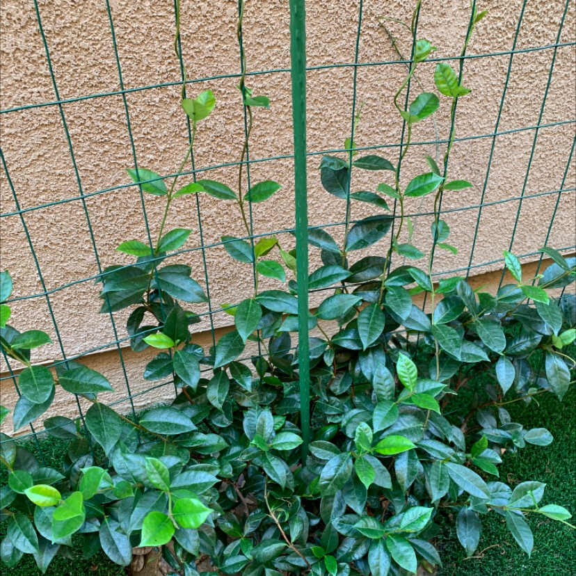 Photo of the plant species Star Jasmine by Judith named Bella on Greg, the plant care app