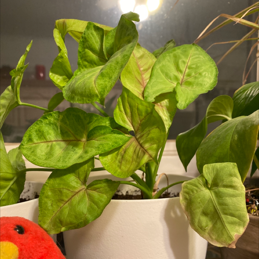Your plant