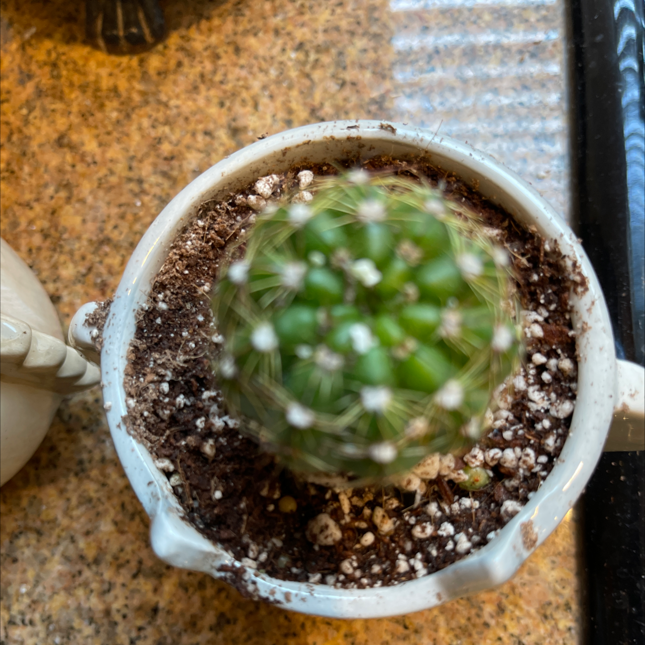 Top-down view of a healthy Miniature Barrel Cactus in a pot with visible soil.