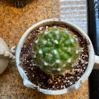 miniature barrel cactus plant in Allen, Texas