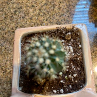 Little Nipple Cactus plant in Allen, Texas
