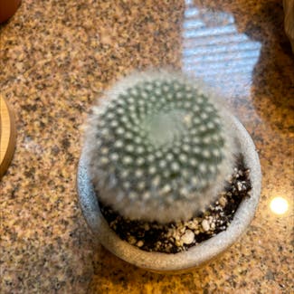 twin spined cactus plant in Allen, Texas