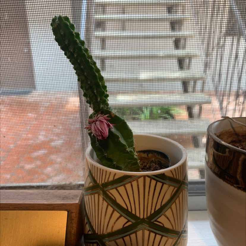 Hedge Cactus in a decorative pot on a windowsill, with a flower bud visible.