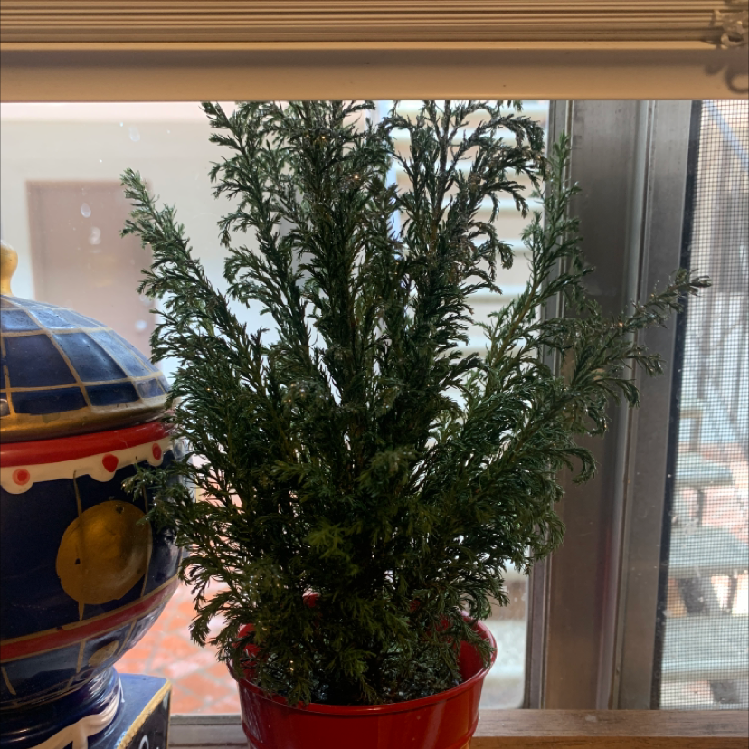 Potted Emerald Green Arborvitae indoors near a window, healthy green foliage.