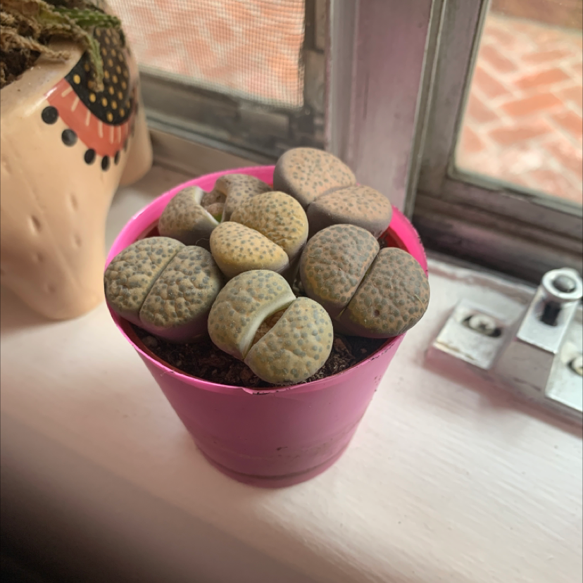 Lithops bromfieldii plant in a pink pot on a windowsill, appearing healthy.
